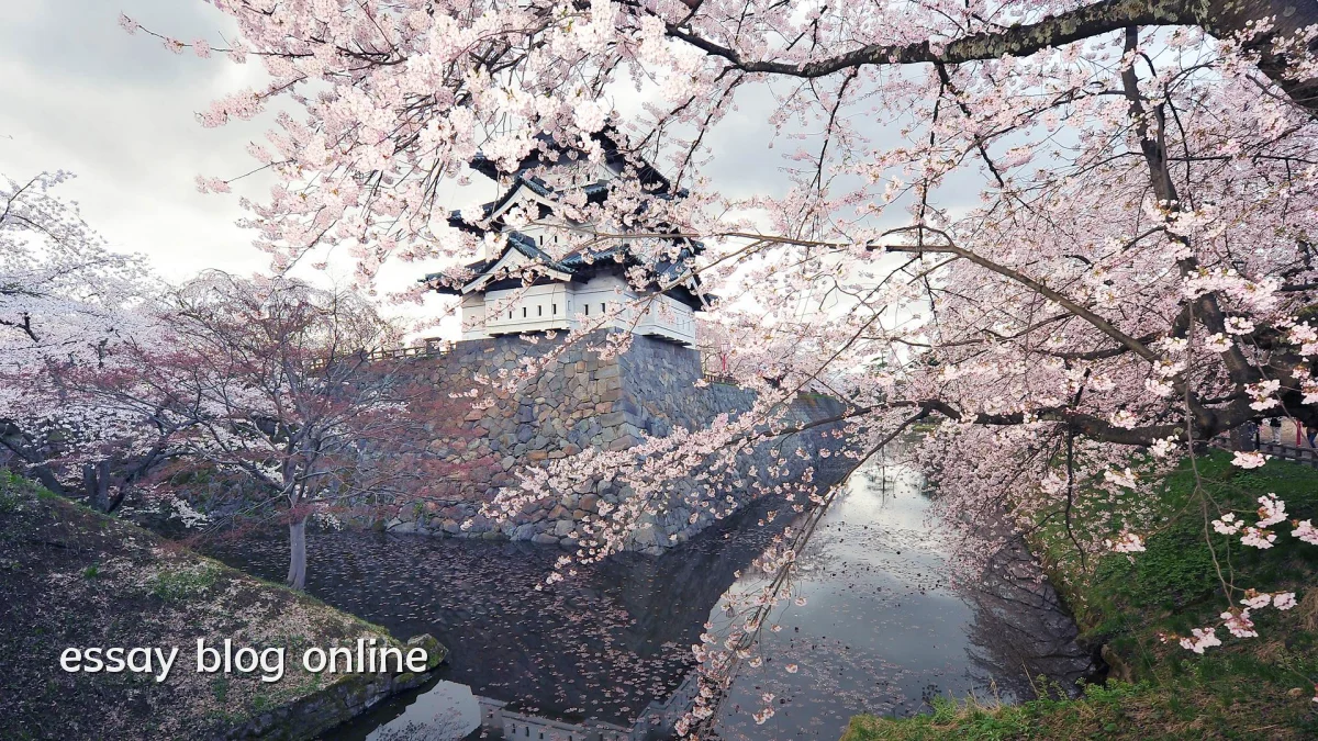 essay blog online