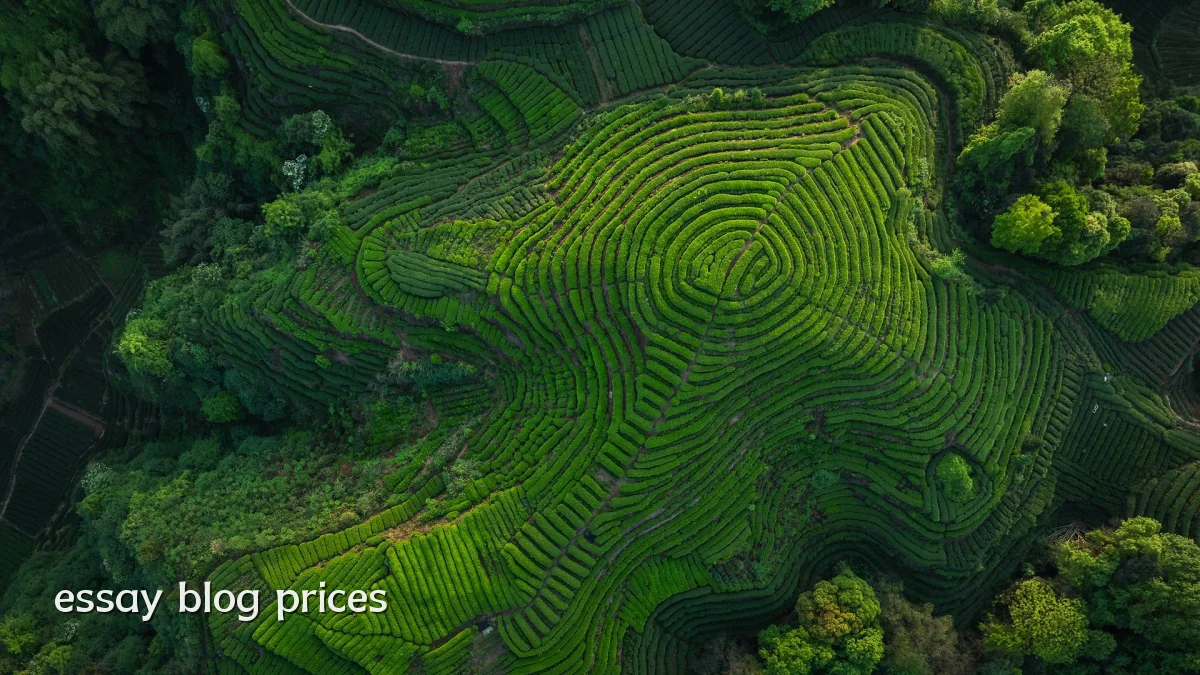 essay blog prices